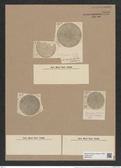 Coscinodiscus denarius A. Schm. (de-Toni-Nr.: Genus 202, Species 4954) Zeichnungen Sammlung Grunow Nr. 8548 (NHMW-BOT-W0378184)